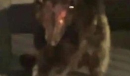 人与狗兽视频在线观看,温馨互动，共度美好时光