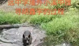 网友爆料胡鑫宇最新消息,网友爆料揭示惊人真相